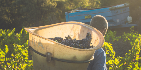 Vendanges 