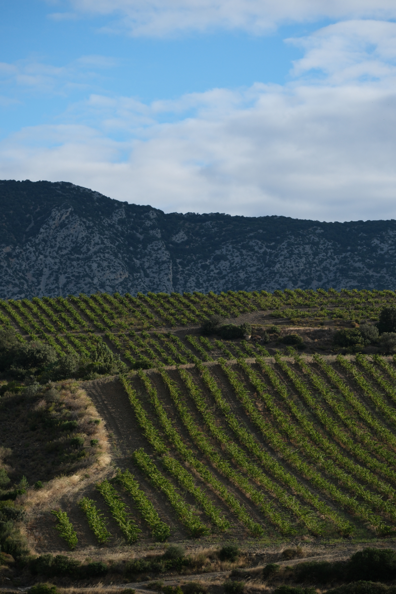 Paysage de montagnes et vignoble entre nature et patrimoine à Maury