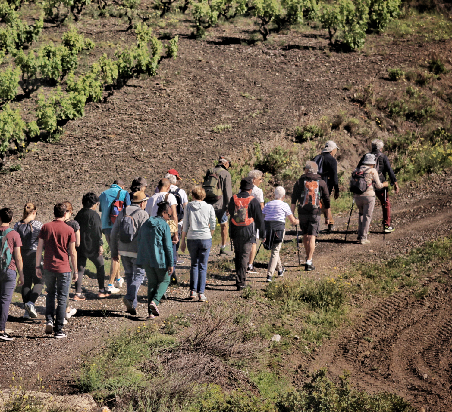Vue aérienne du vignoble de Maury avec visiteurs explorant le terroir