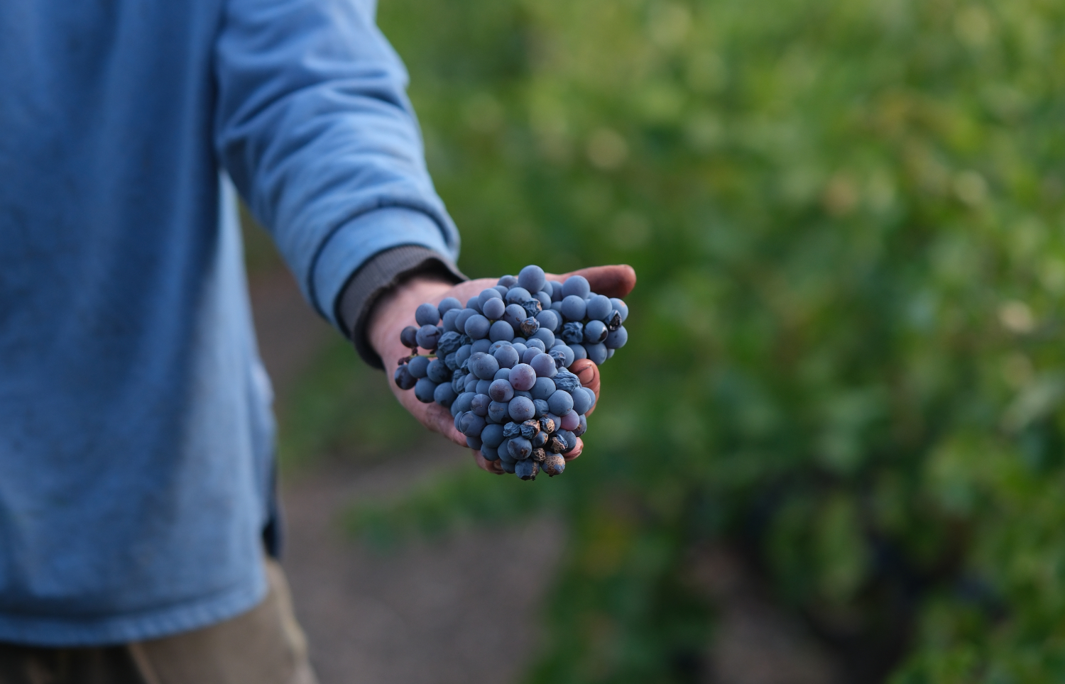 Vendangeurs récoltant le raisin dans le vignoble de Maury lors d'une balade