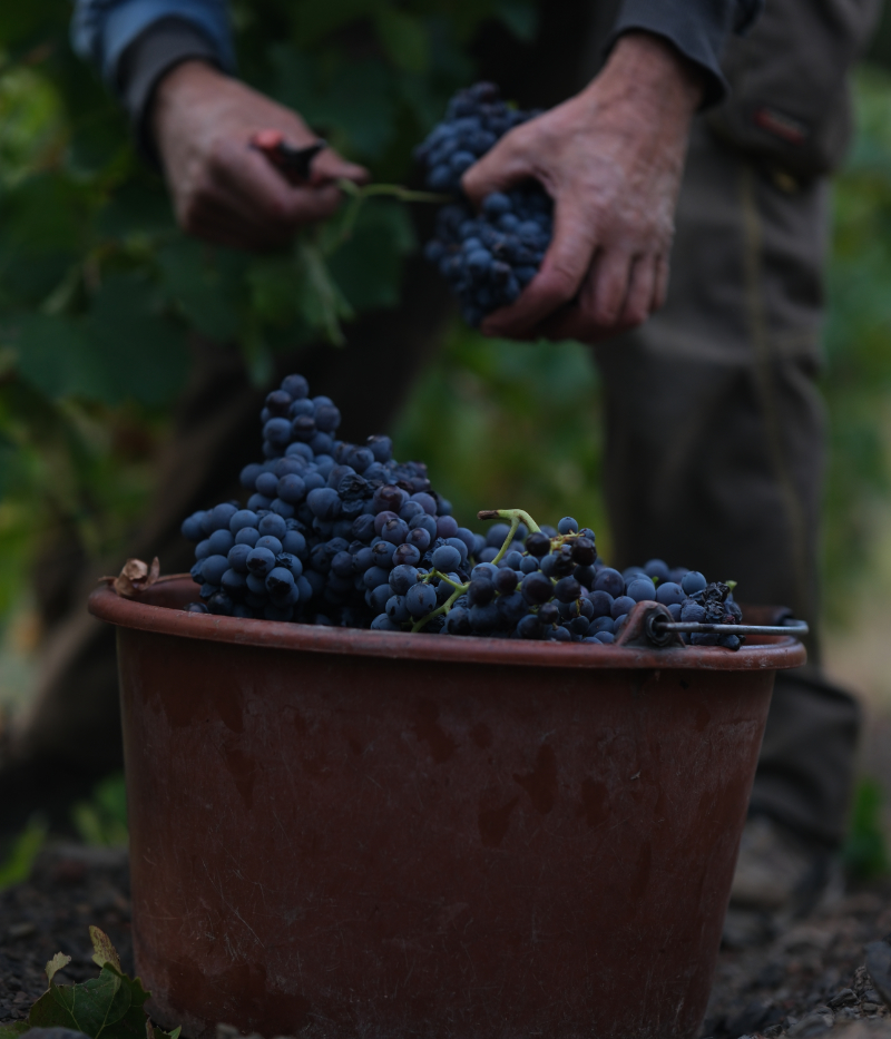 Vendangeur travaillant à la vigne dans le vignoble de Maury