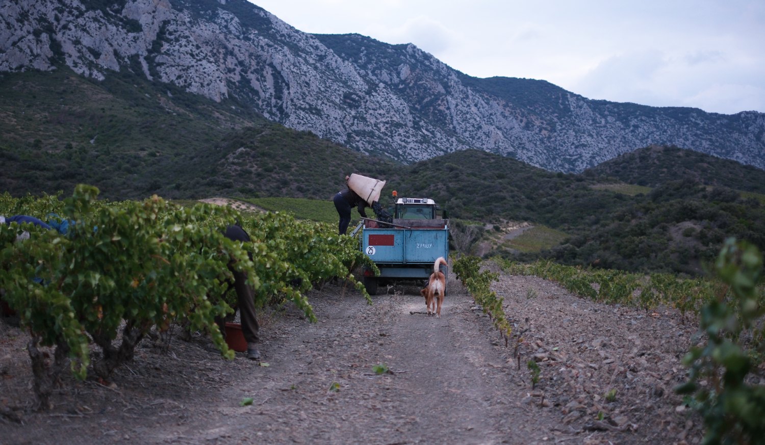 Paysage de montagnes et vignoble illustrant les valeurs des Vignerons de Maury