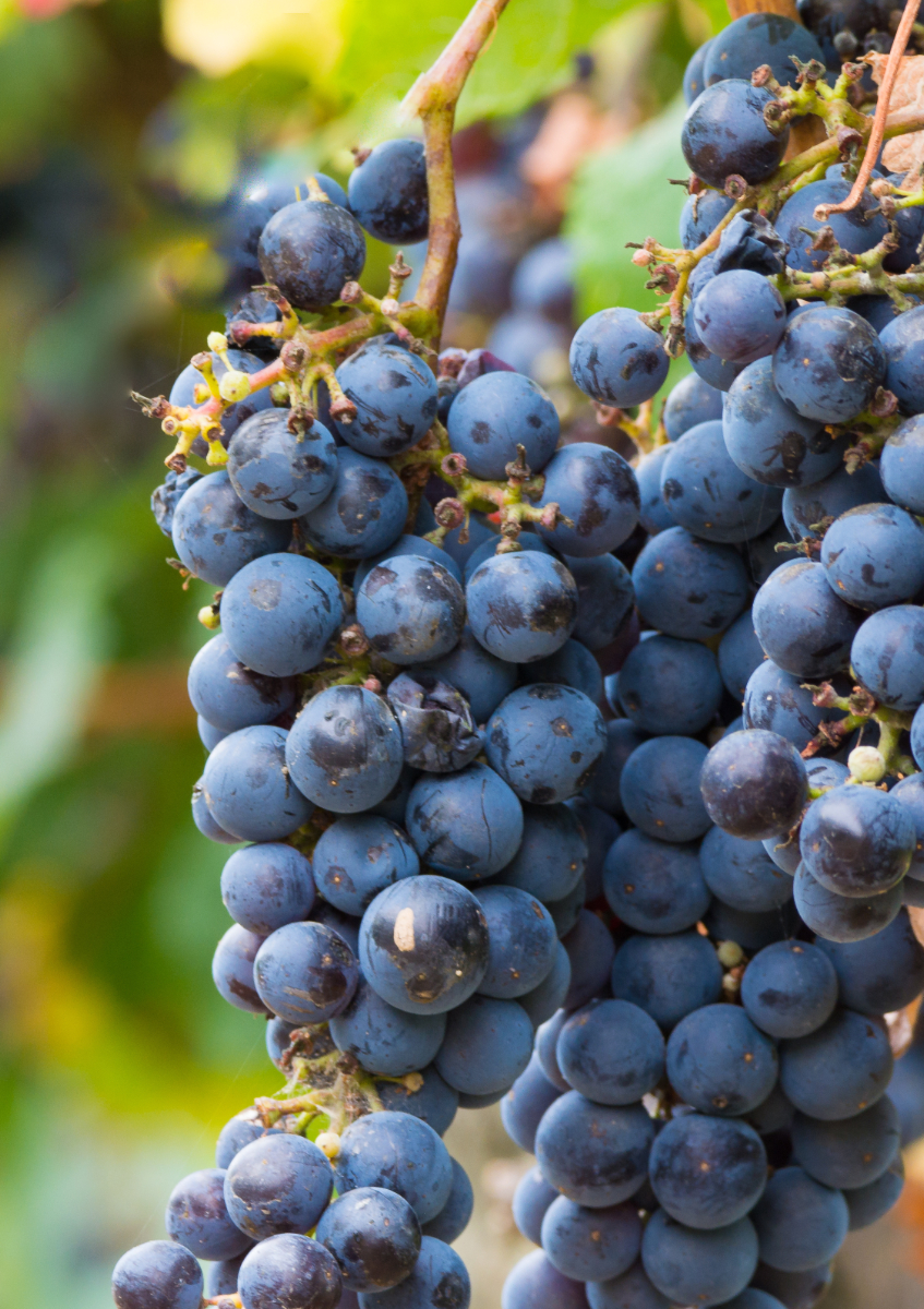 Grappe de Carignan sur pied de vigne à Maury