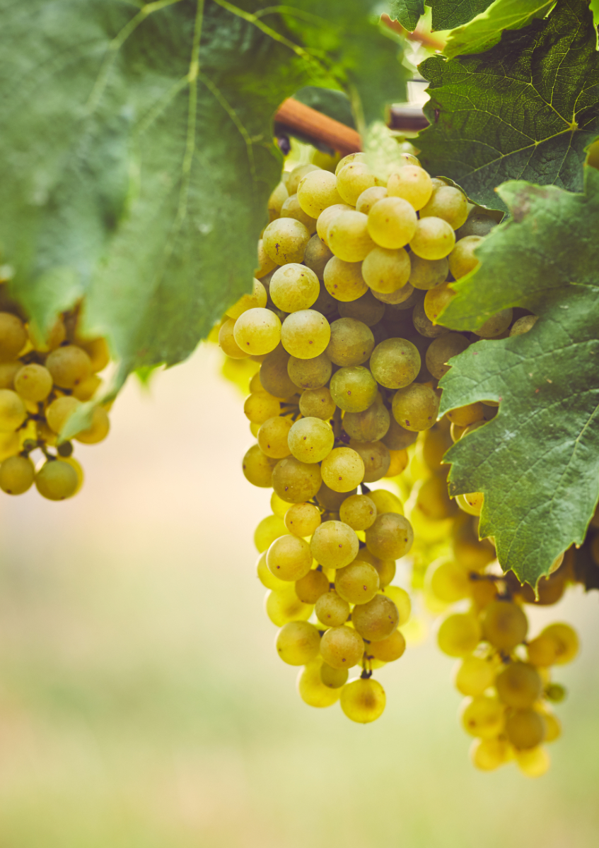 Grappe de Carignan blanc sur pied de vigne à Maury
