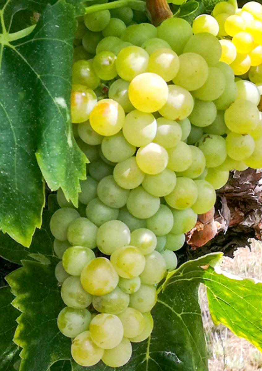 Grappe de Grenache blanc sur pied de vigne à Maury