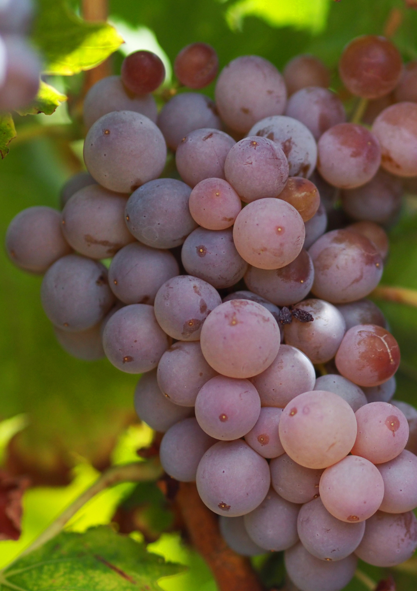 Grappe de Grenache gris sur pied de vigne à Maury