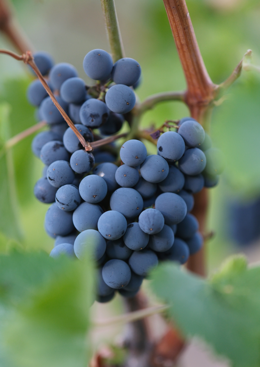 Grappe de Grenache noir sur pied de vigne dans le vignoble de Maury