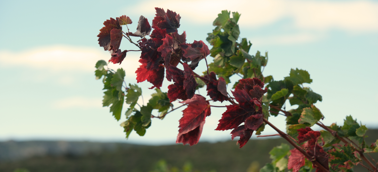 Photo d'archive 2011 : reconnaissance de l'appellation Maury Sec