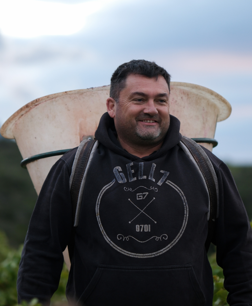 Vigneron des Vignerons de Maury tenant une caissette de raisins récoltés