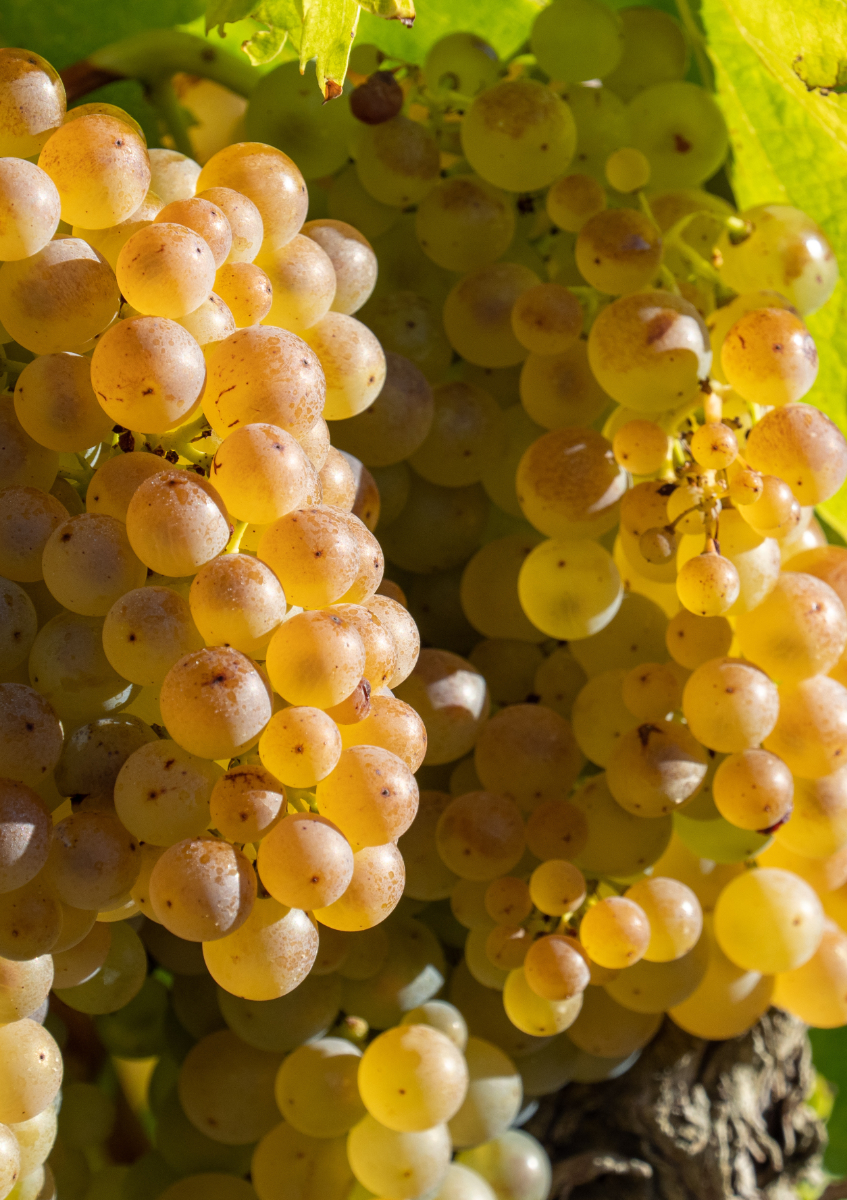 Grappe de Macabeu sur pied de vigne à Maury