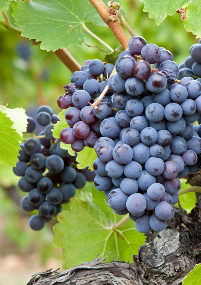Grappe de Mourvèdre sur pied de vigne à Maury