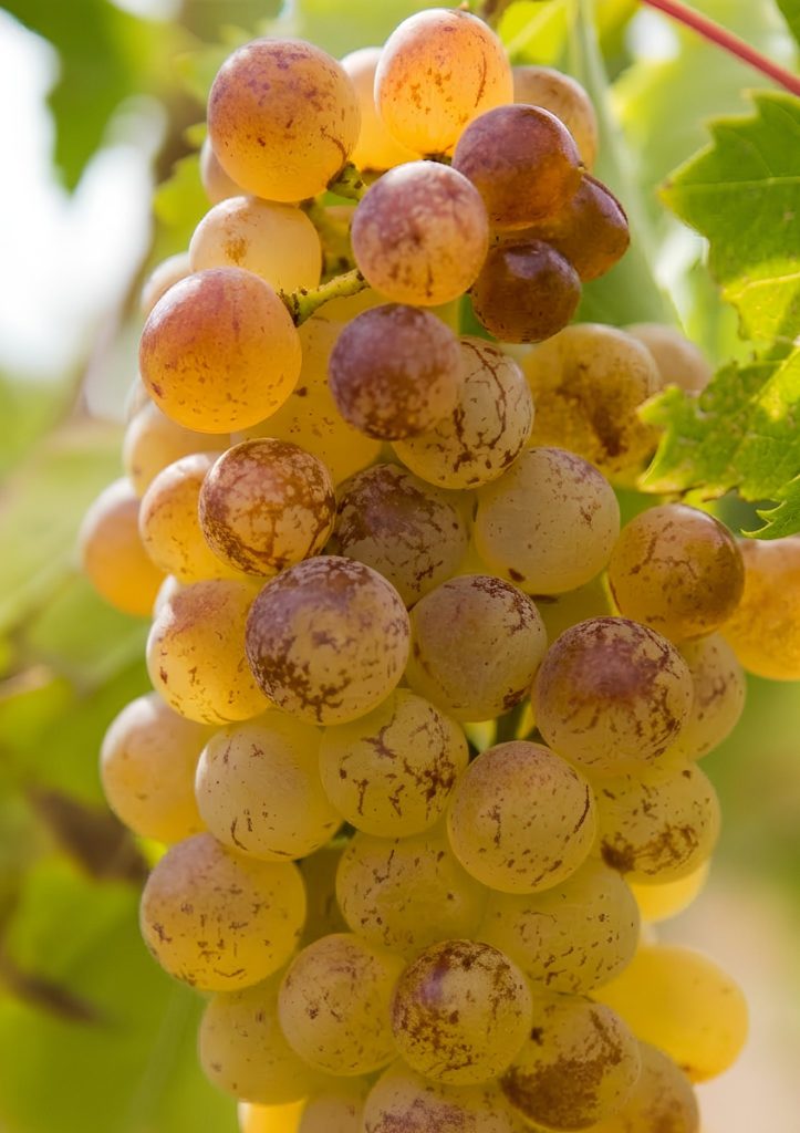 Grappe de Muscat à petits grains sur pied de vigne à Maury
