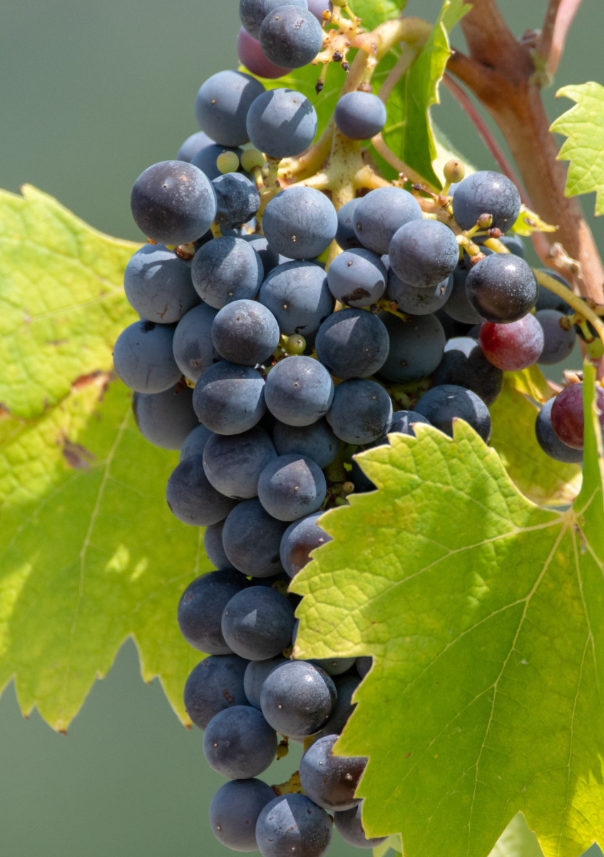 Grappe de Syrah sur pied de vigne à Maury